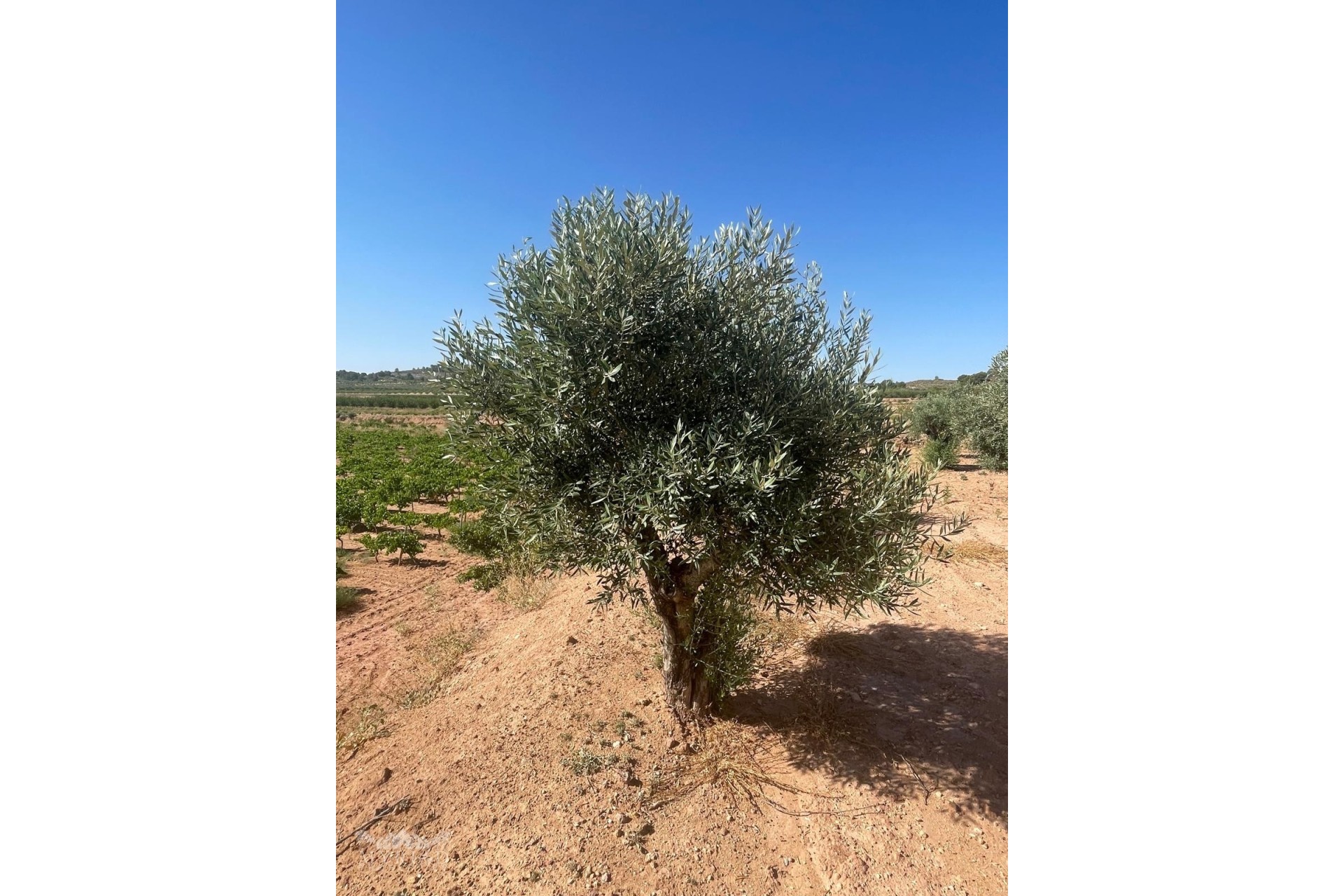 Resale - Plot / Land -
&Uacute;beda - &Uacute;beda Alicante