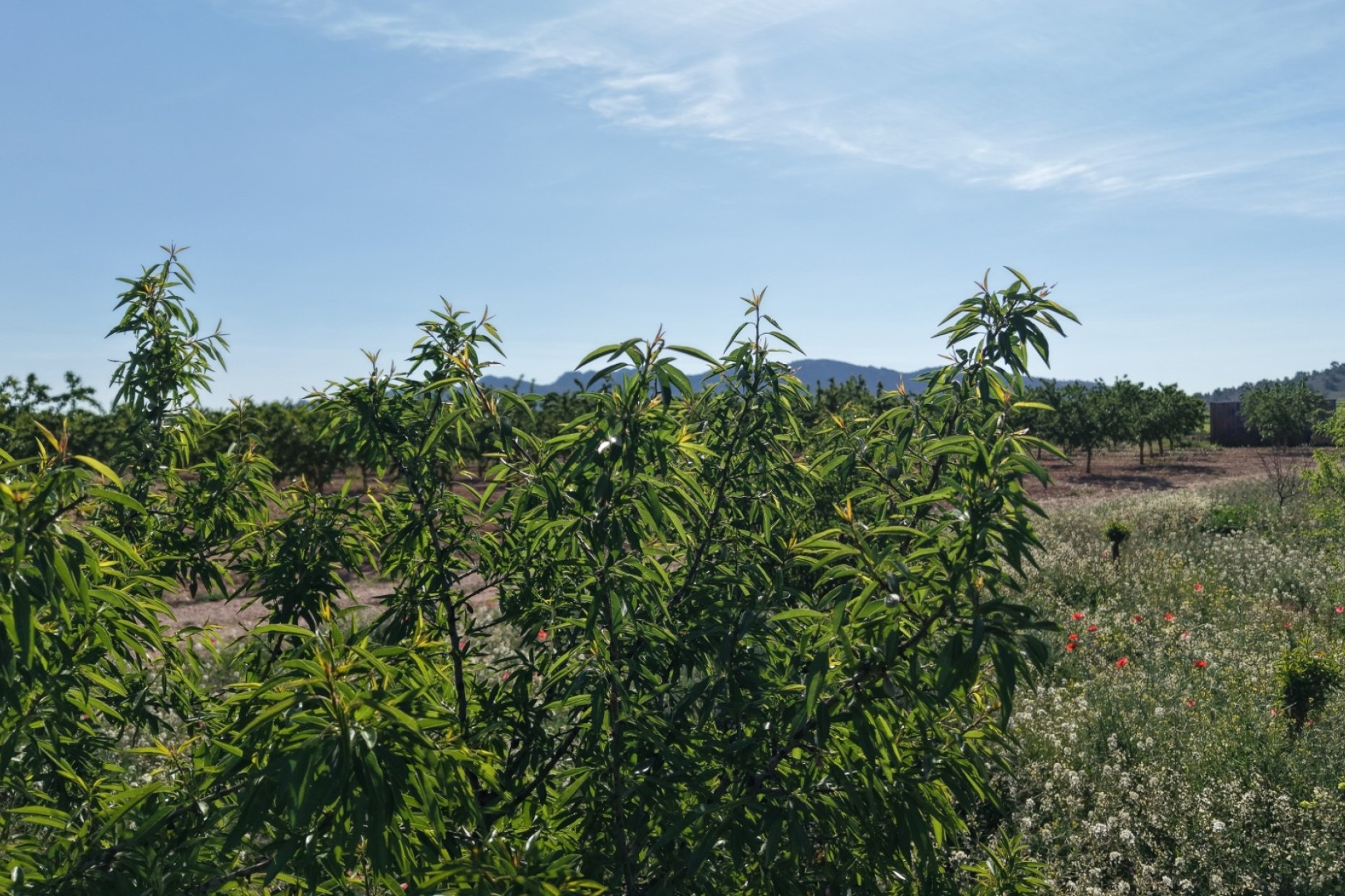 Resale - Plot / Land -
Yecla - Yecla Murcia