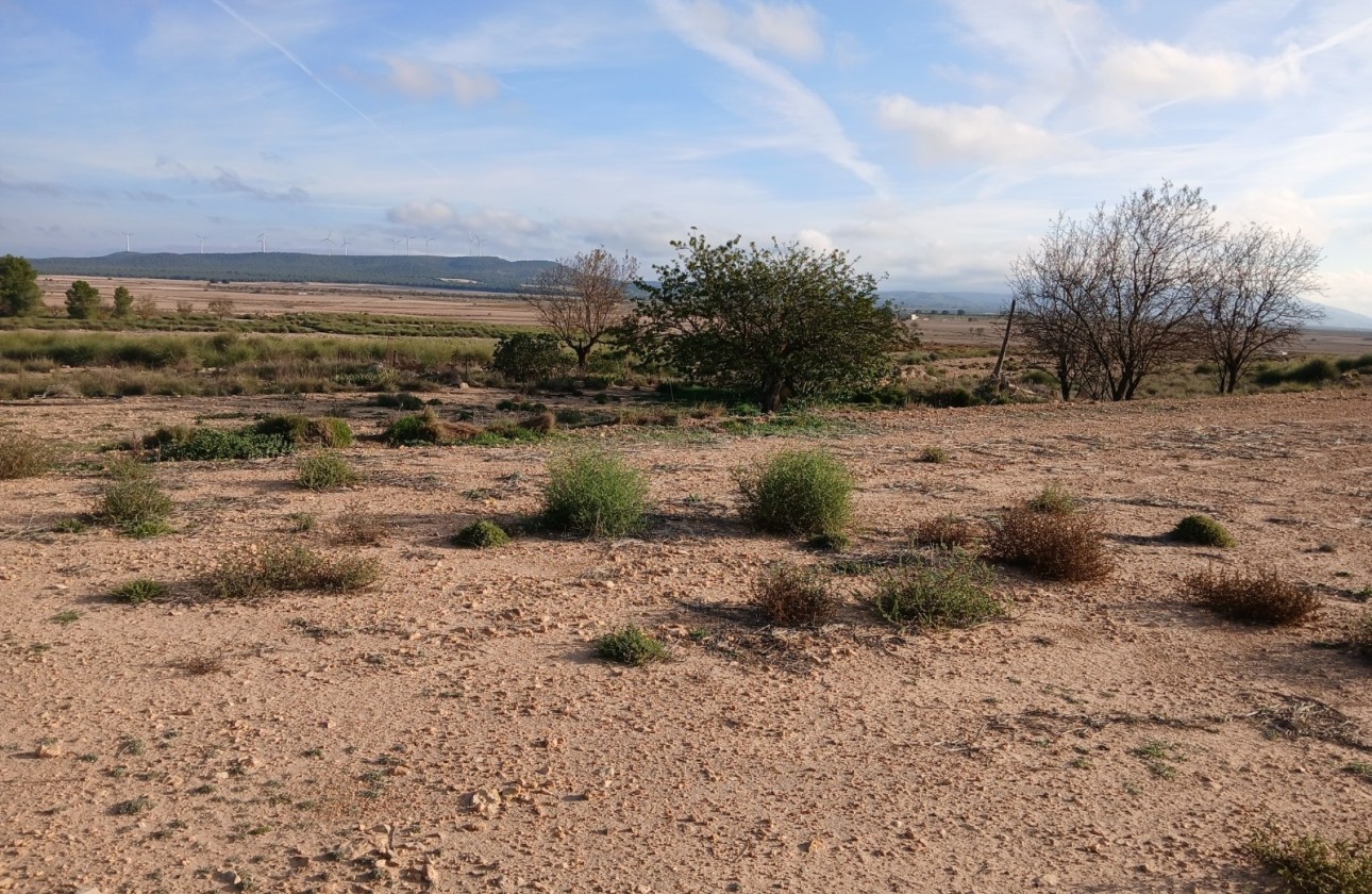 Resale - Plot / Land -
Yecla