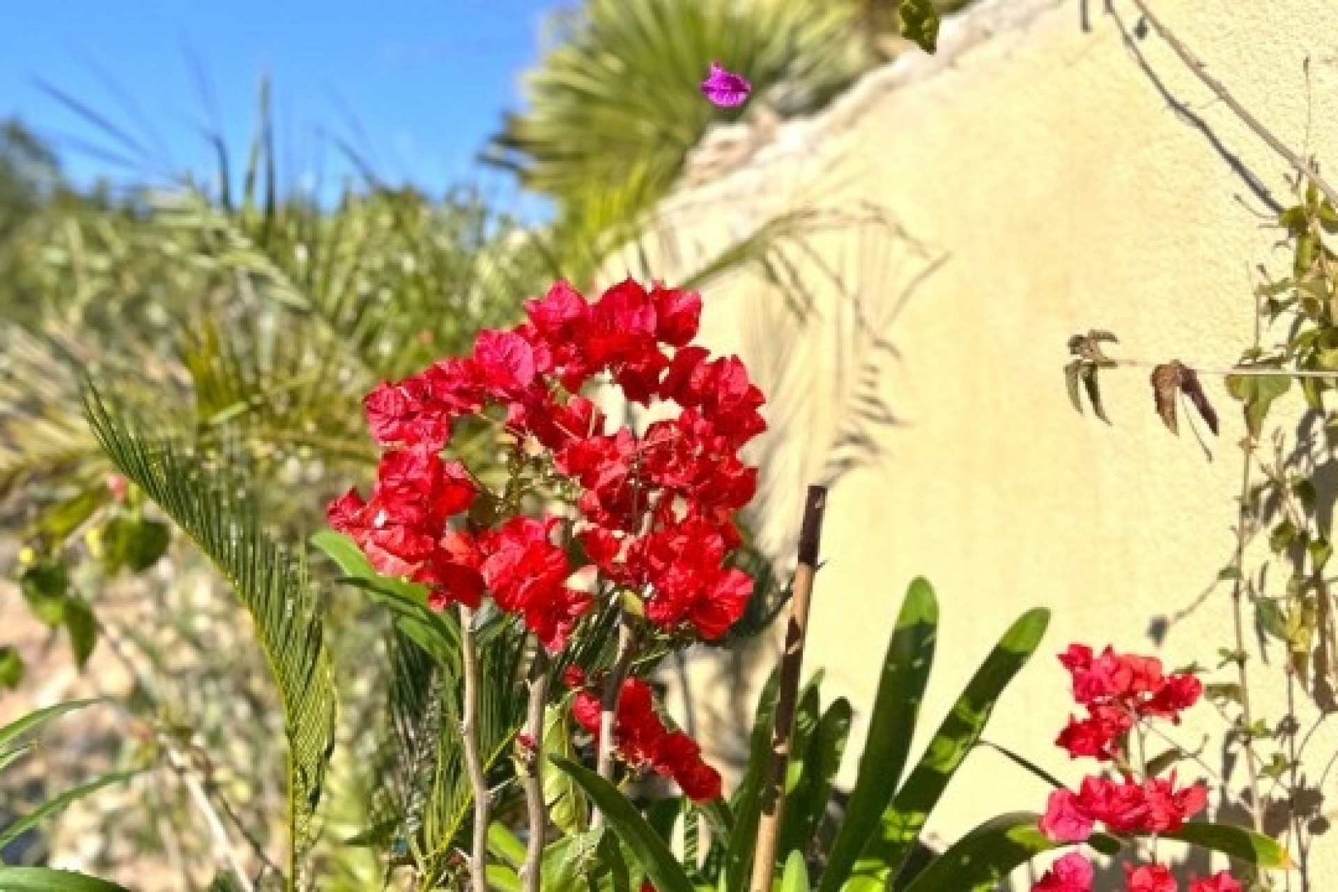Resale - Semi Detached Villa -
Orihuela Costa - 0