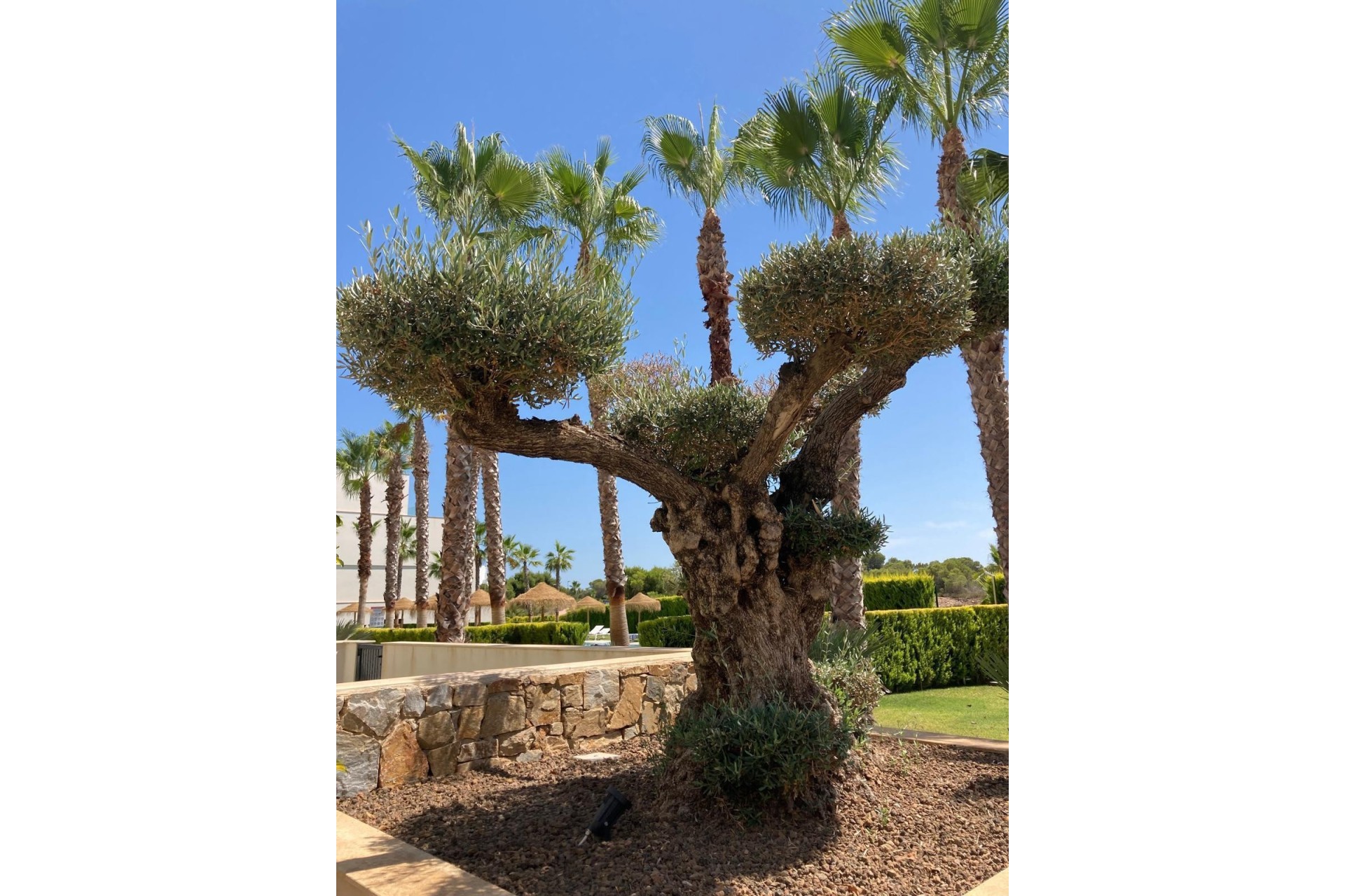 Resale - Wohnung / Appartement -
Las Colinas - Las Colinas Golf