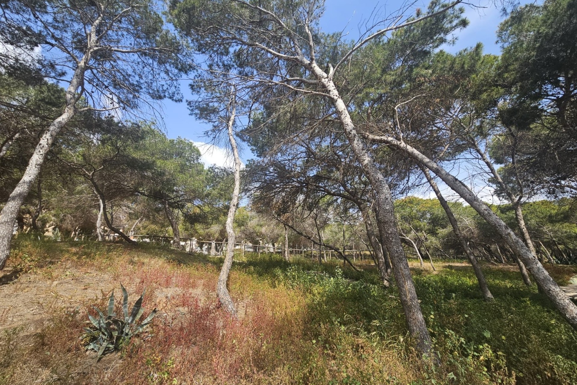 Revente - Appartement -
Guardamar del Segura