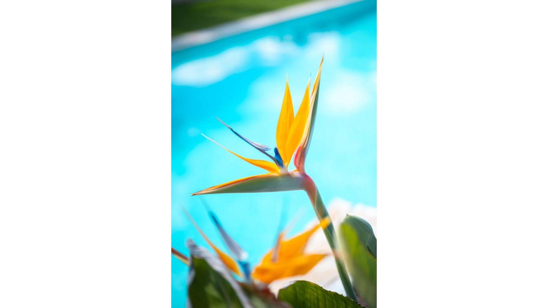 Revente - Appartement -
Pilar de la Horadada