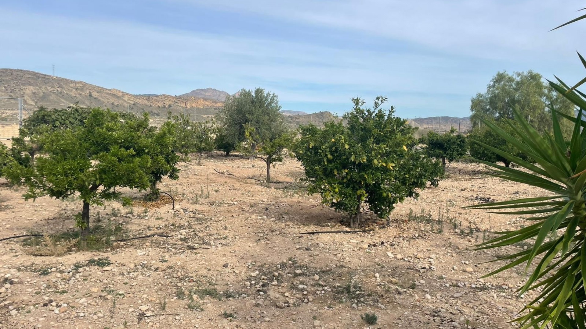 Revente - Finca Propriété rurale -
Abanilla