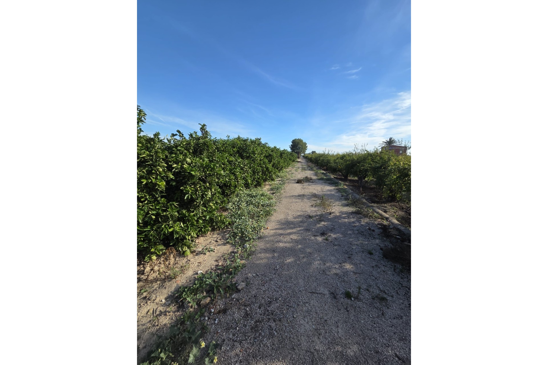 Revente - Finca Propriété rurale -
Albatera