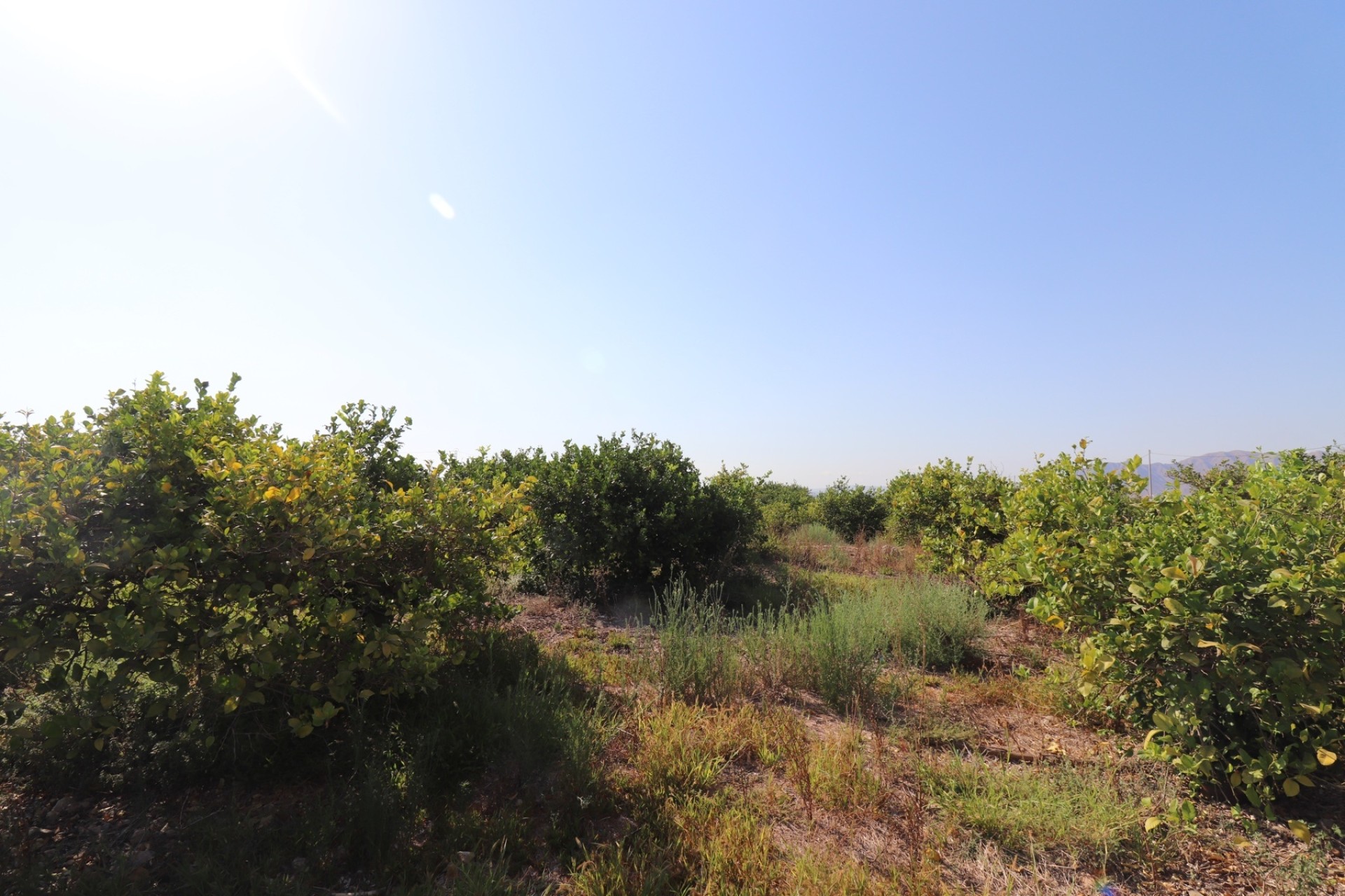 Revente - Finca Propriété rurale -
Albatera