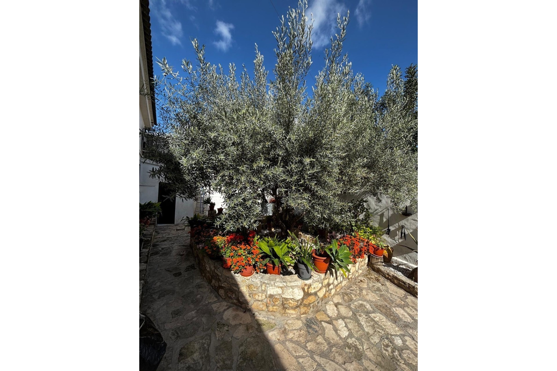 Revente - Finca Propriété rurale -
Benejúzar