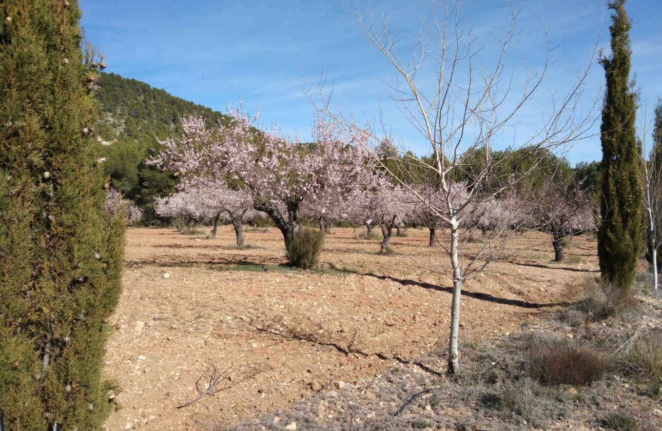 Revente - Finca Propriété rurale -
Bullas
