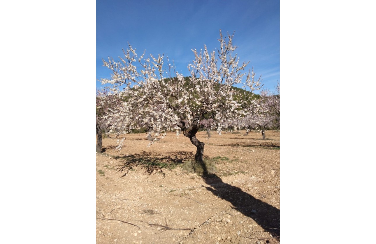 Revente - Finca Propriété rurale -
Bullas