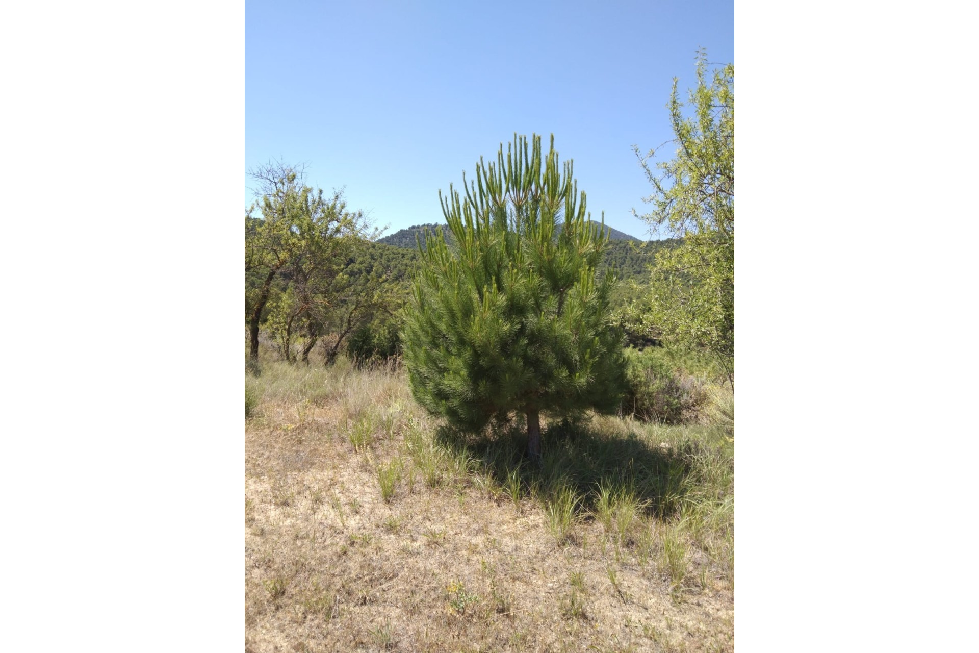 Revente - Finca Propriété rurale -
Bullas