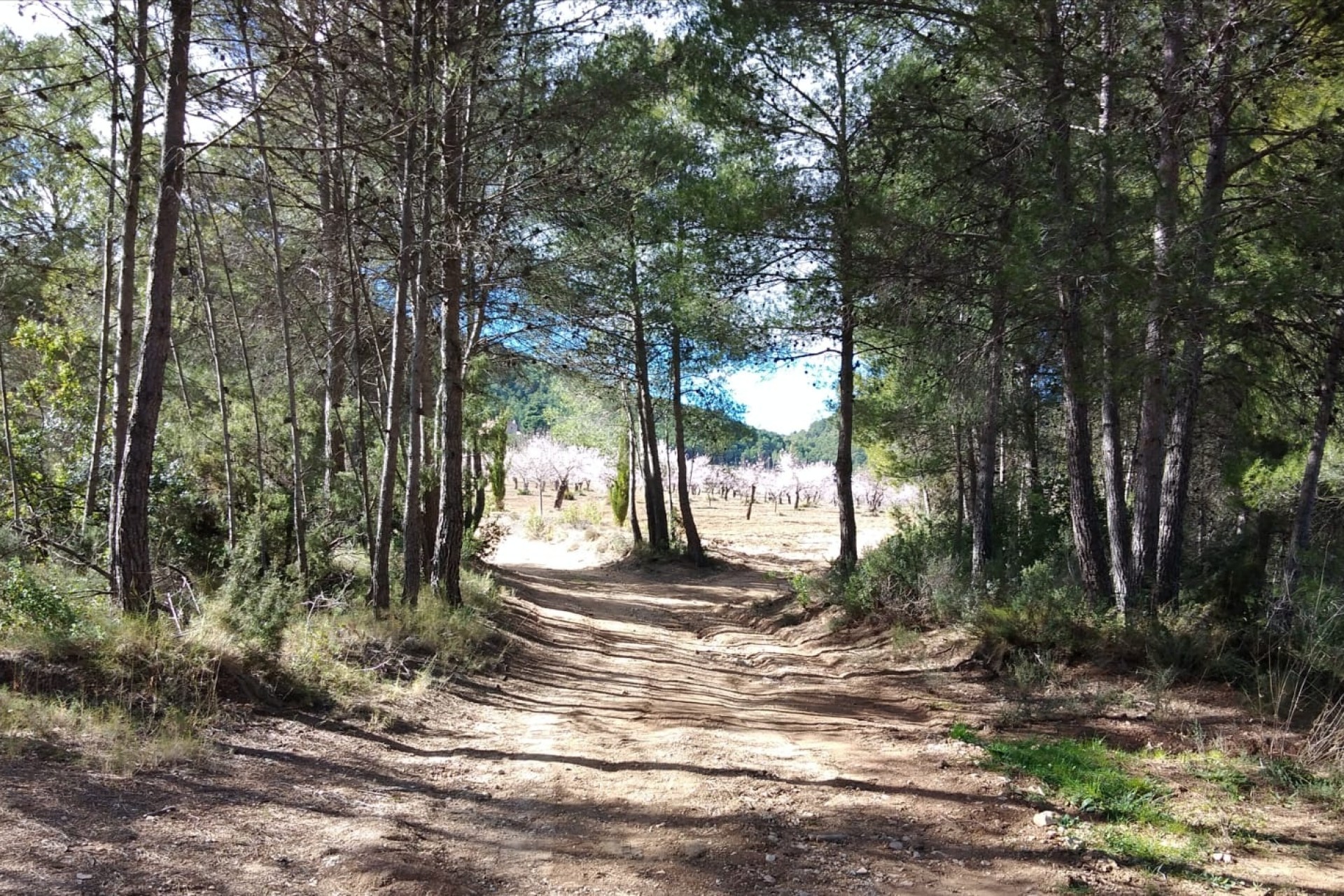 Revente - Finca Propriété rurale -
Bullas