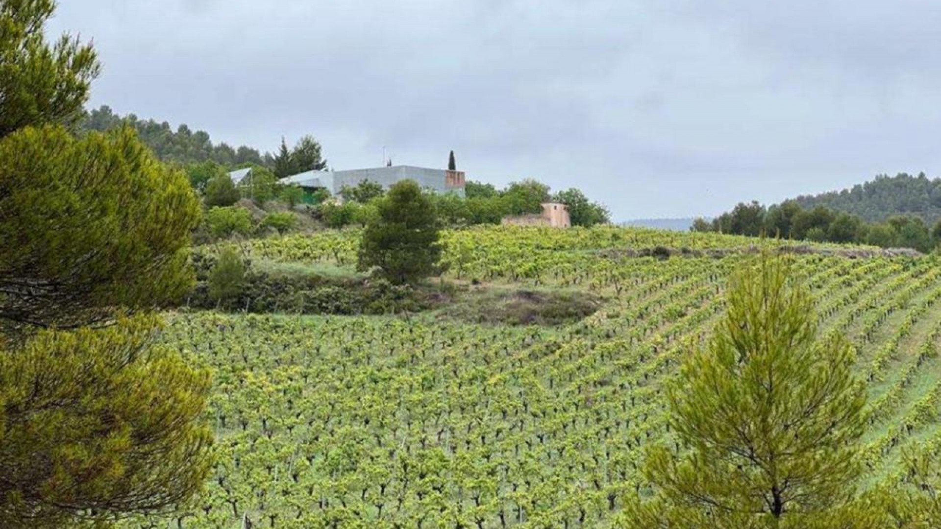 Revente - Finca Propriété rurale -
Bullas