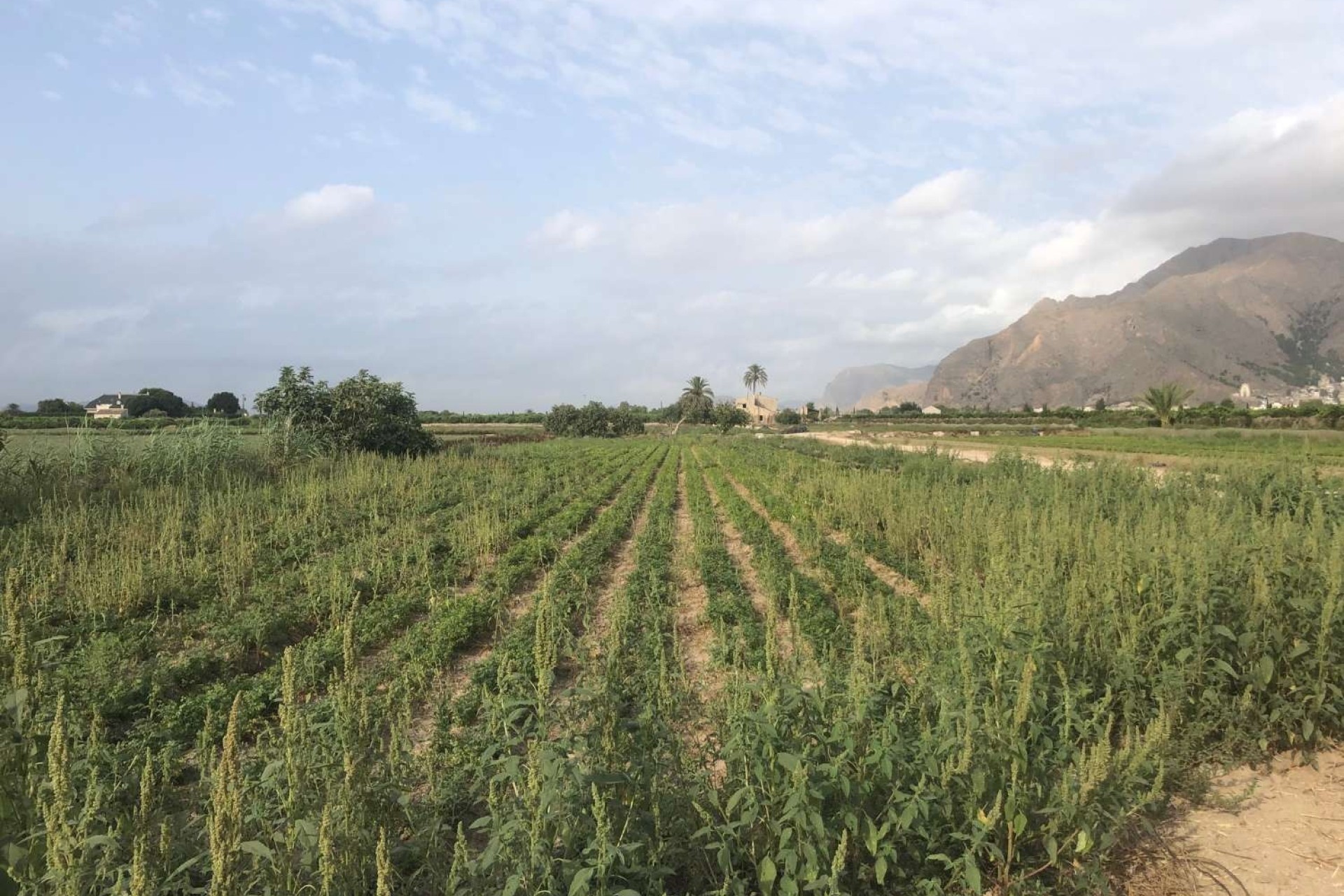 Revente - Finca Propriété rurale -
Callosa de Segura
