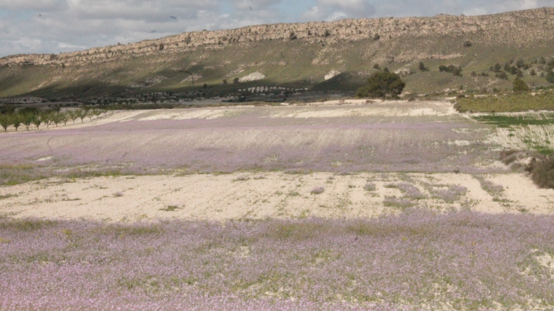 Revente - Finca Propriété rurale -
Cañada del Trigo - Canada del Trigo Murcia