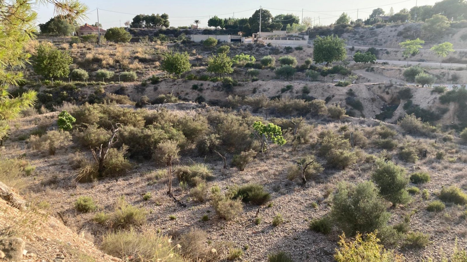 Revente - Finca Propriété rurale -
Crevillente