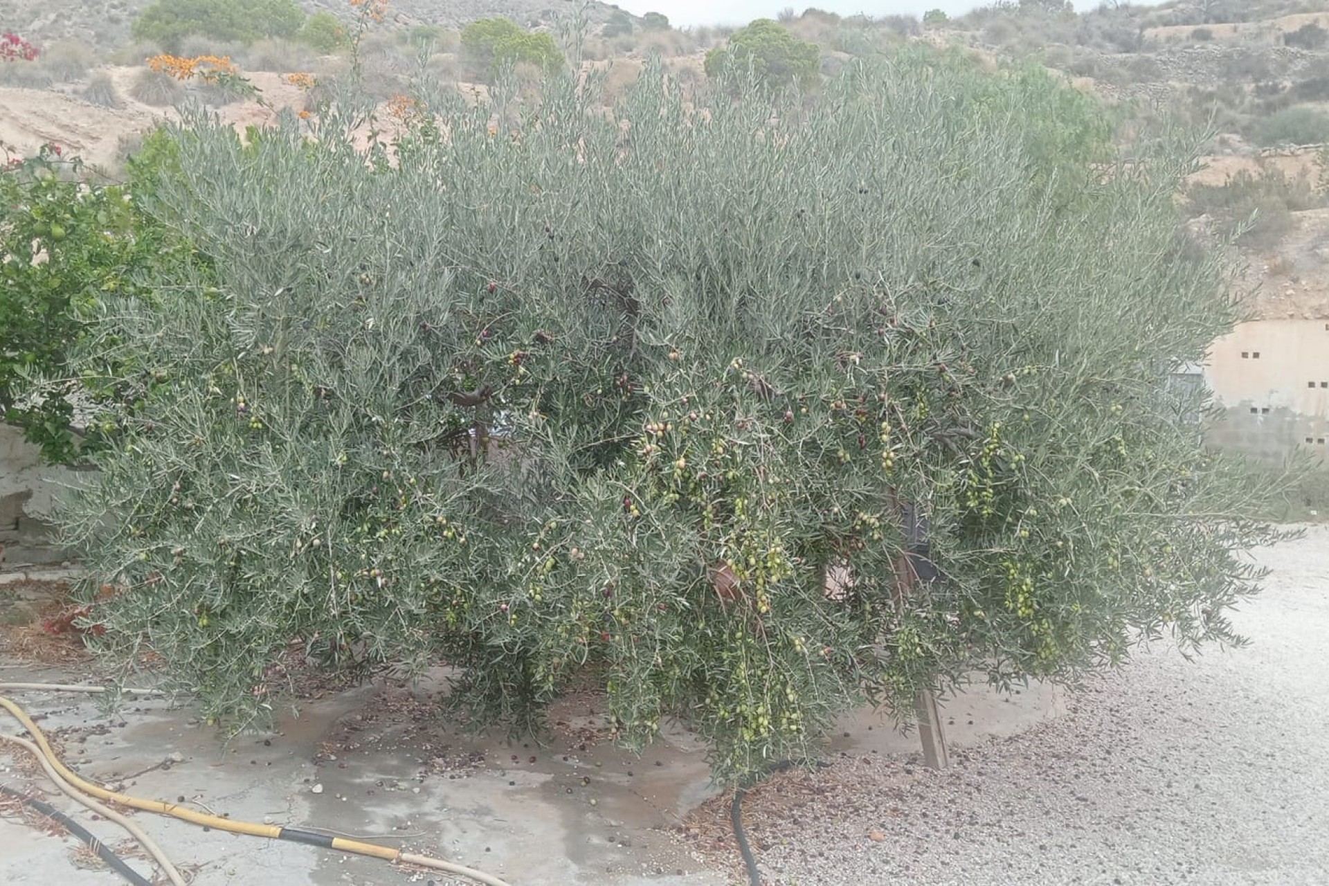 Revente - Finca / Propriété rurale -
Crevillente