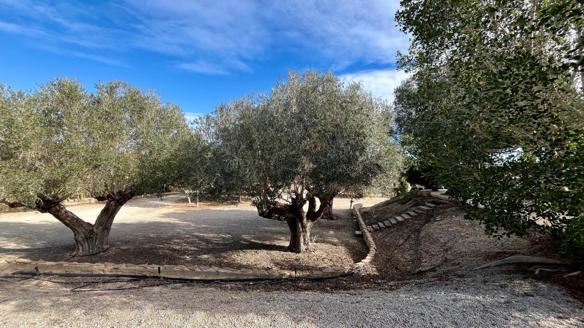 Revente - Finca Propriété rurale -
El Esparragal