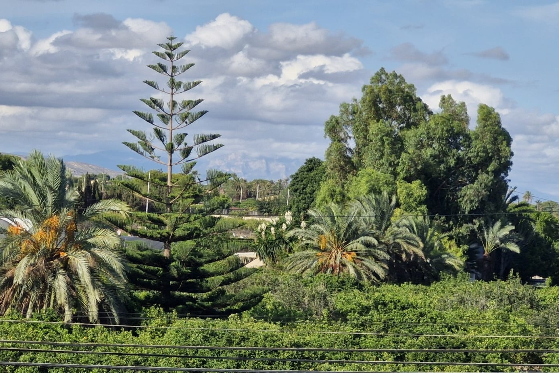 Revente - Finca Propriété rurale -
Elche