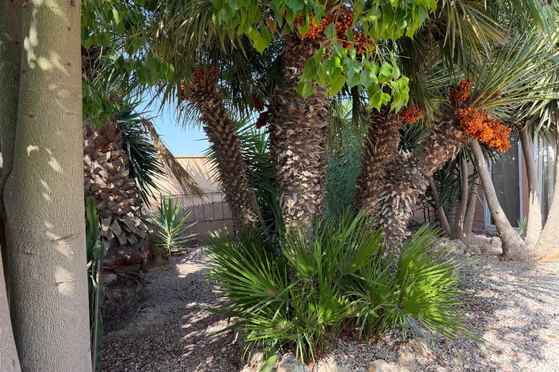 Revente - Finca / Propriété rurale -
La Marina - Elche
