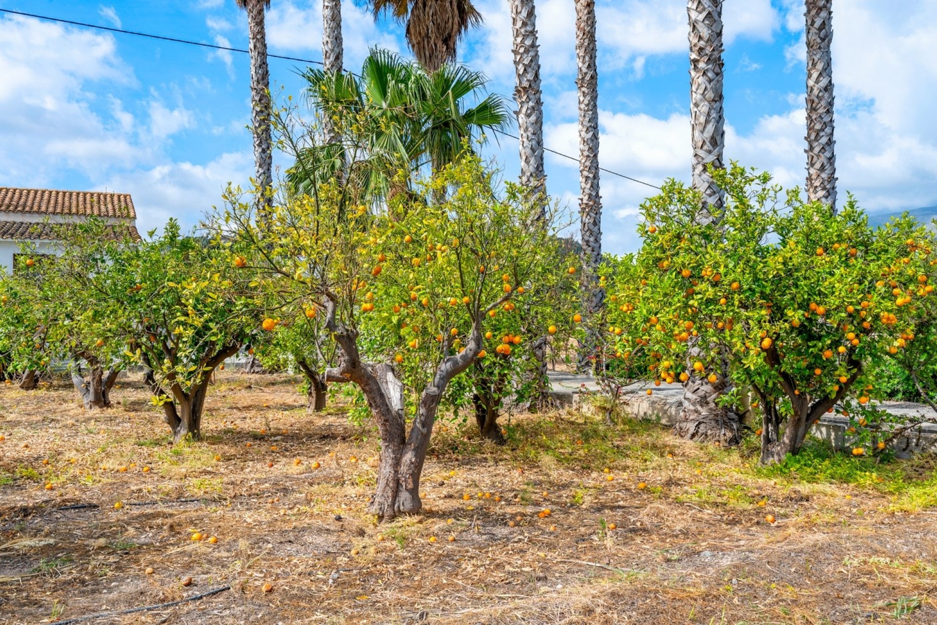 Revente - Finca / Propriété rurale -
La Nucía