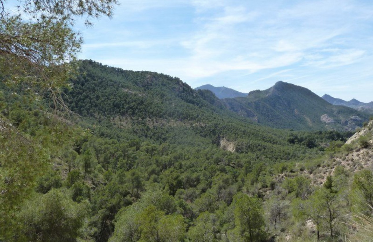 Revente - Finca / Propriété rurale -
Murcia
