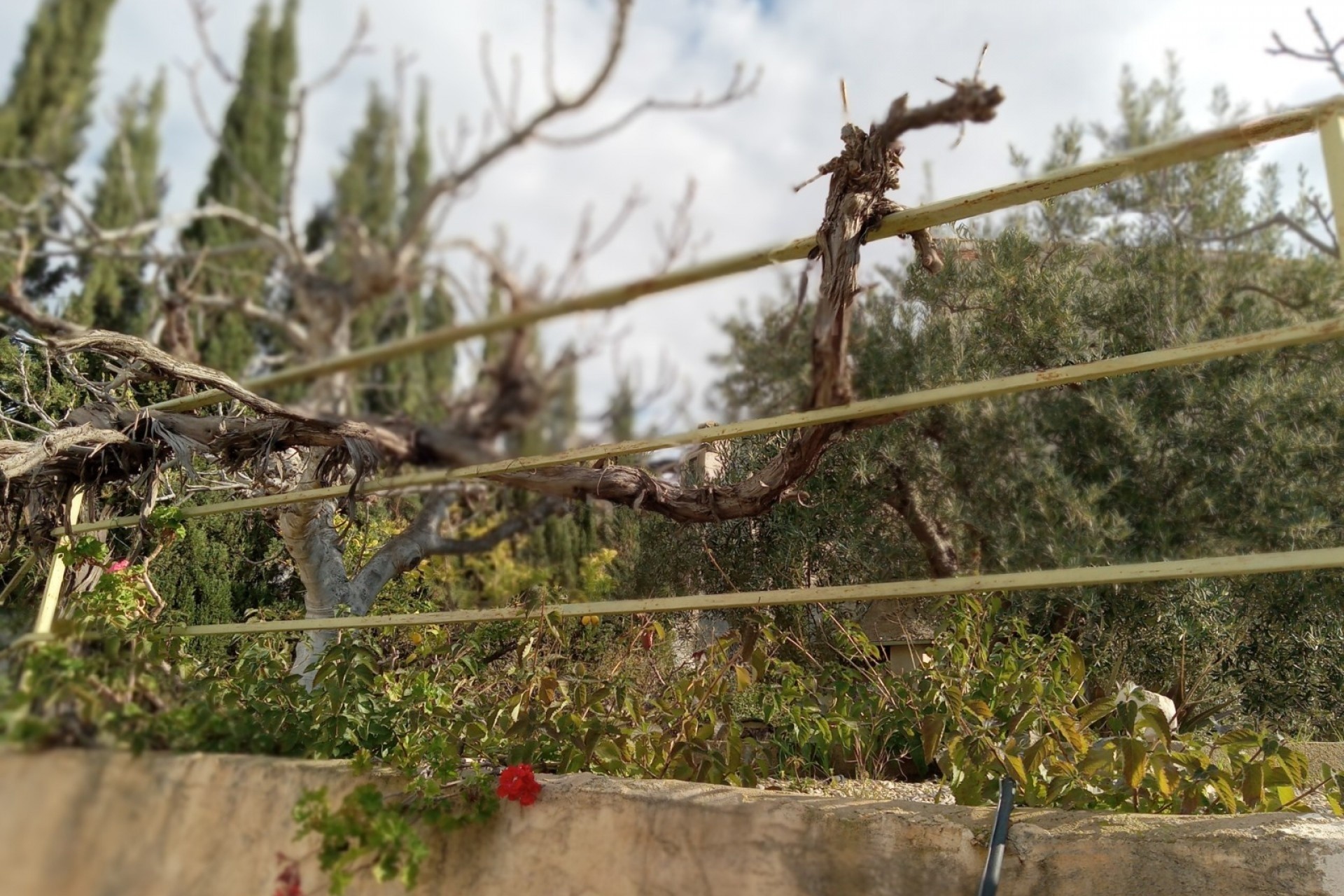 Revente - Finca / Propriété rurale -
Murcia