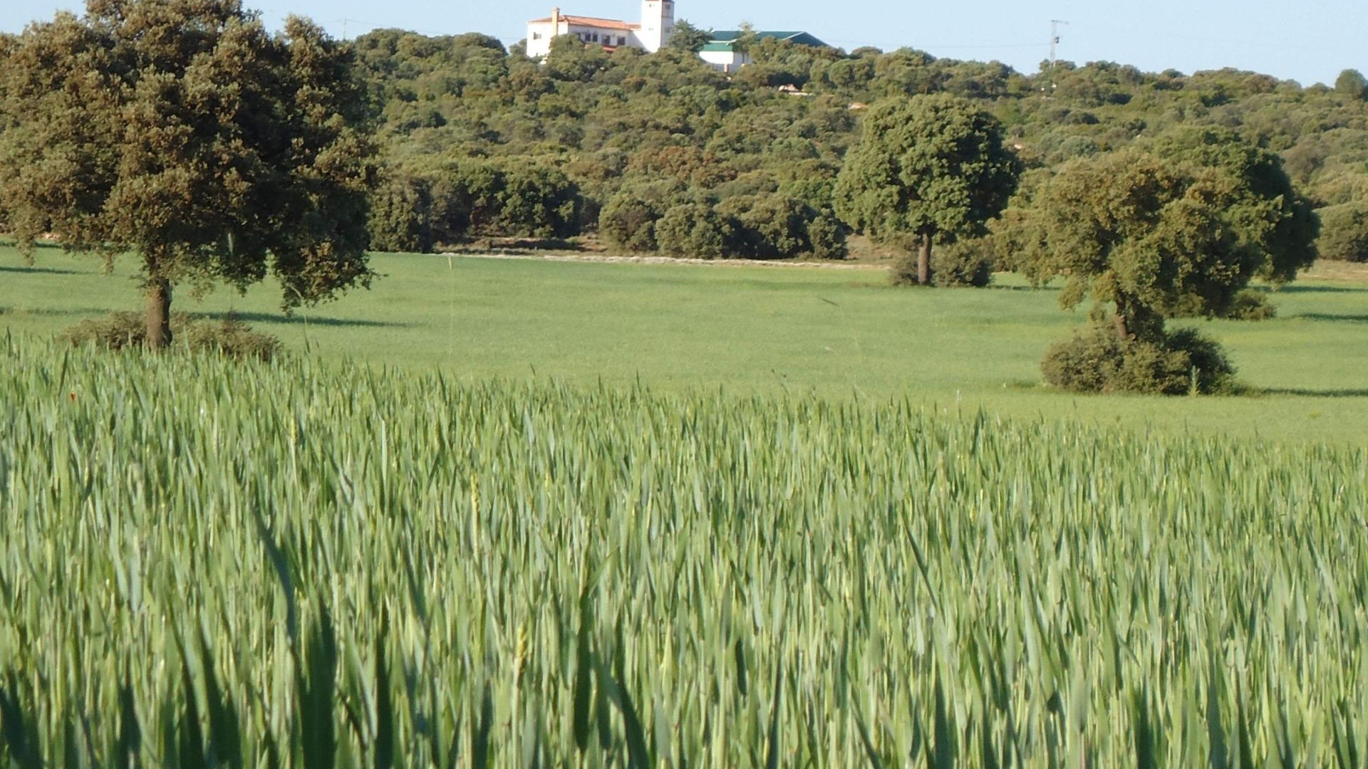 Revente - Finca Propriété rurale -
Ossa de Montiel - Lagunas de ruidera