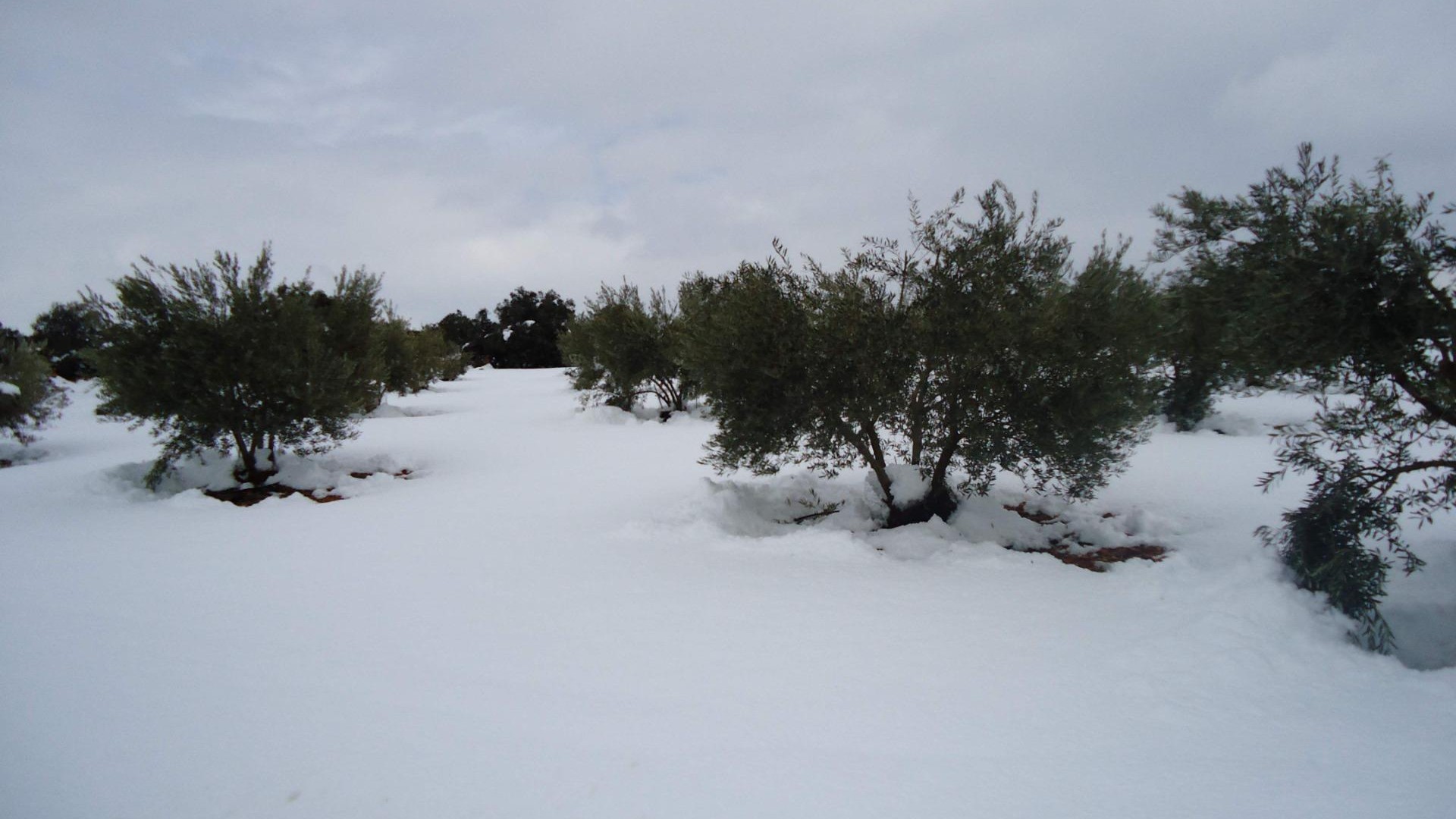 Revente - Finca Propriété rurale -
Ossa de Montiel - Lagunas de ruidera