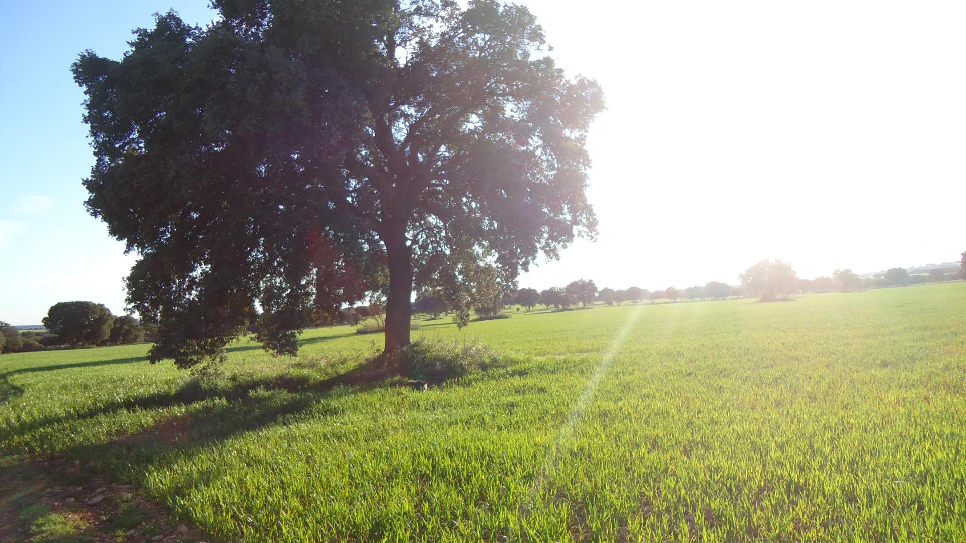 Revente - Finca Propriété rurale -
Ossa de Montiel - Lagunas de ruidera