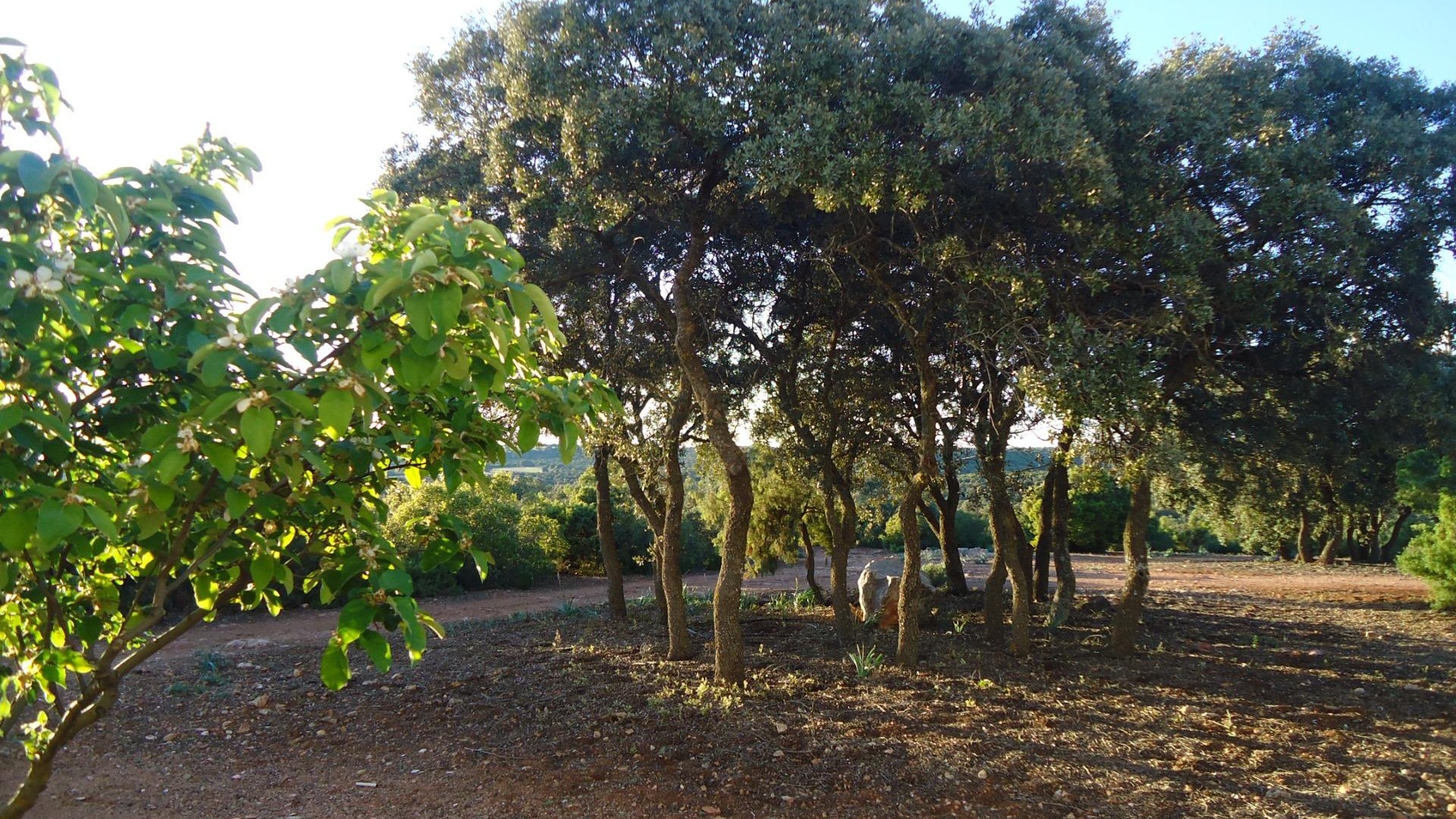 Revente - Finca Propriété rurale -
Ossa de Montiel - Lagunas de ruidera