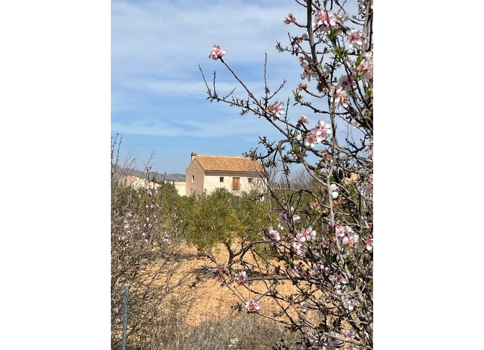 Revente - Finca Propriété rurale -
Raspay - Raspay Murcia