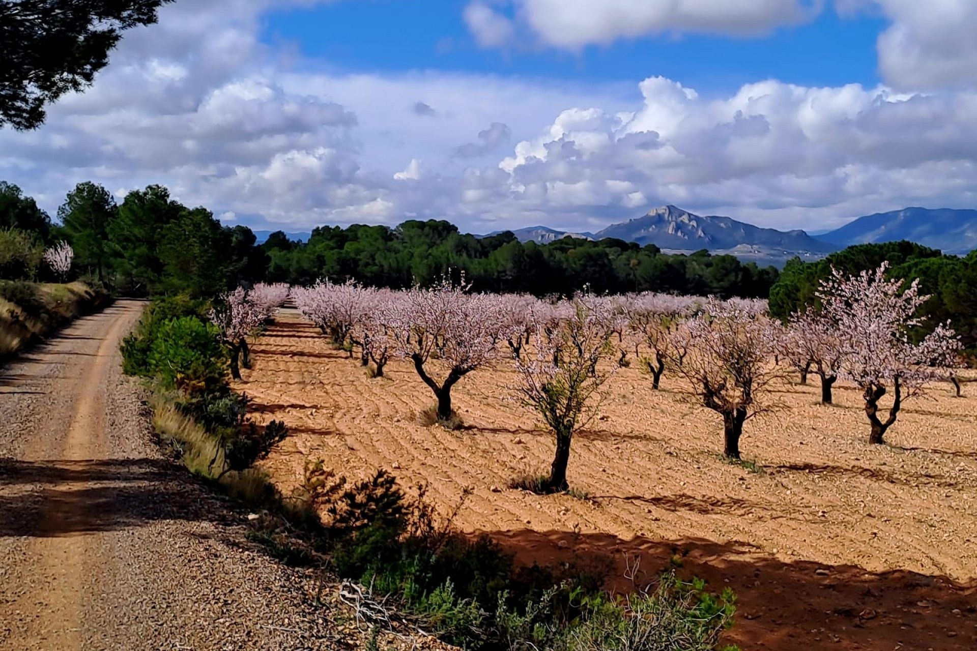 Revente - Finca / Propriété rurale -
Sax - SAX