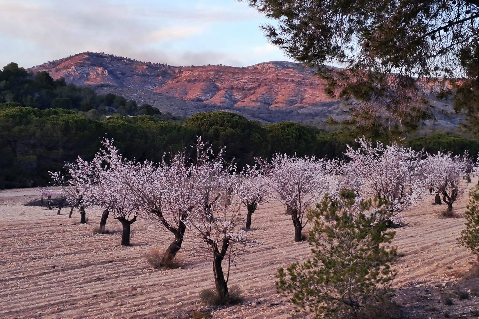 Revente - Finca / Propriété rurale -
Sax - SAX