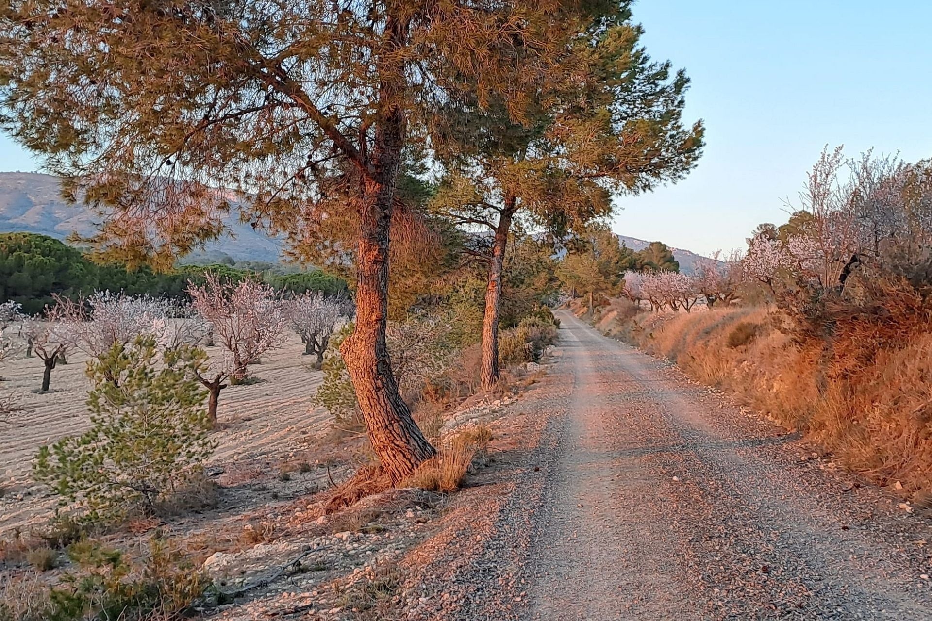 Revente - Finca / Propriété rurale -
Sax - SAX