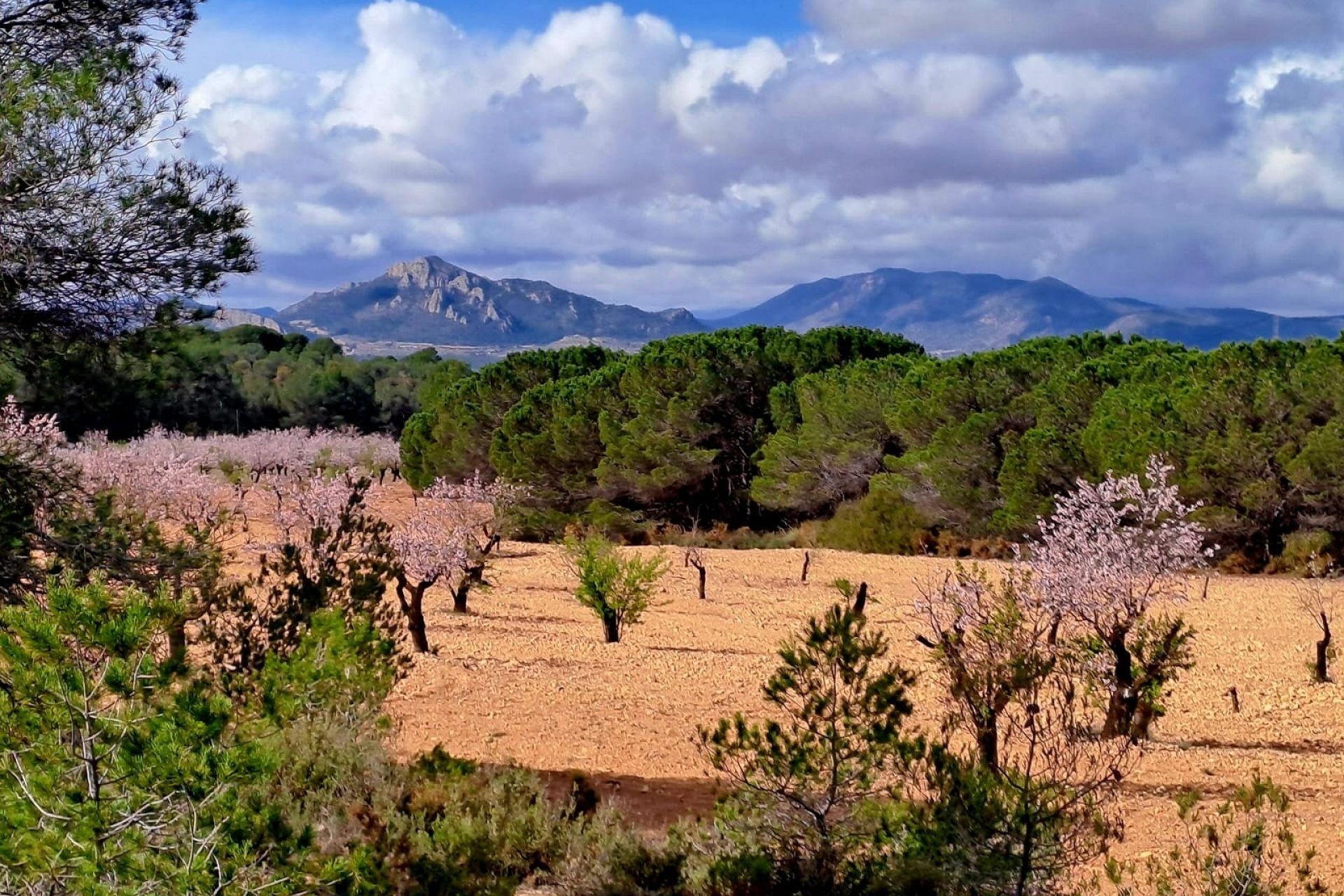 Revente - Finca / Propriété rurale -
Sax - SAX