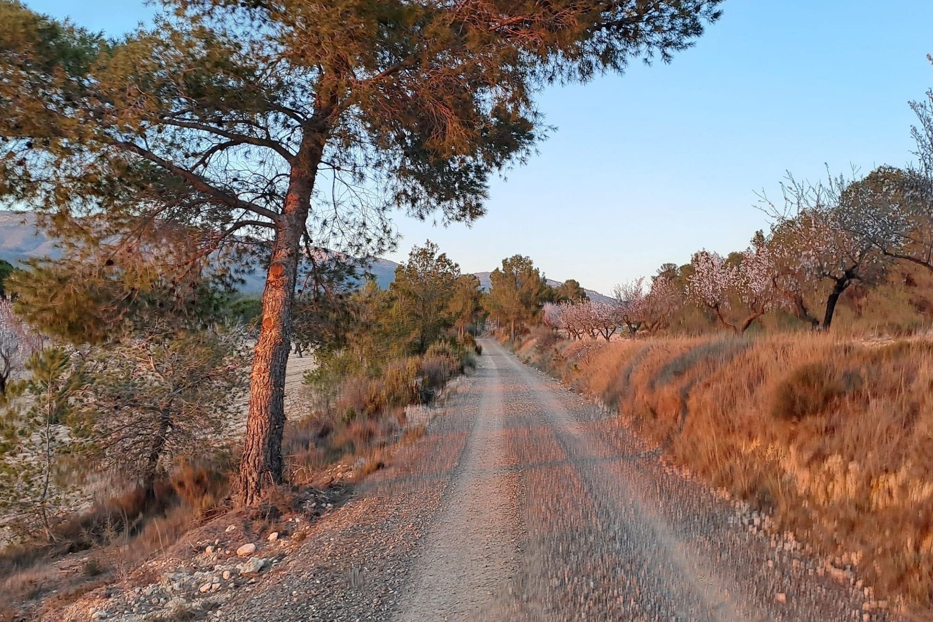 Revente - Finca / Propriété rurale -
Sax - SAX