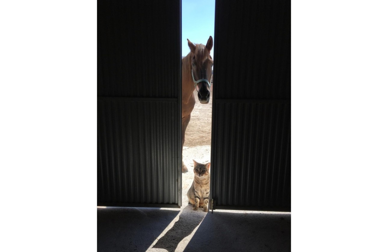 Revente - Finca Propriété rurale -
Torre del Rico - Torre Del Rico
