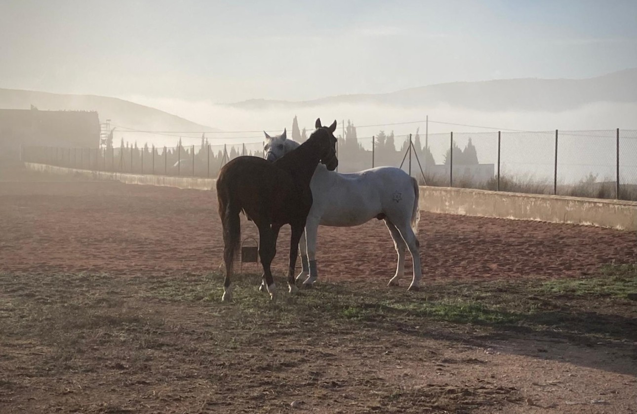 Revente - Finca Propriété rurale -
Torre del Rico - Torre Del Rico