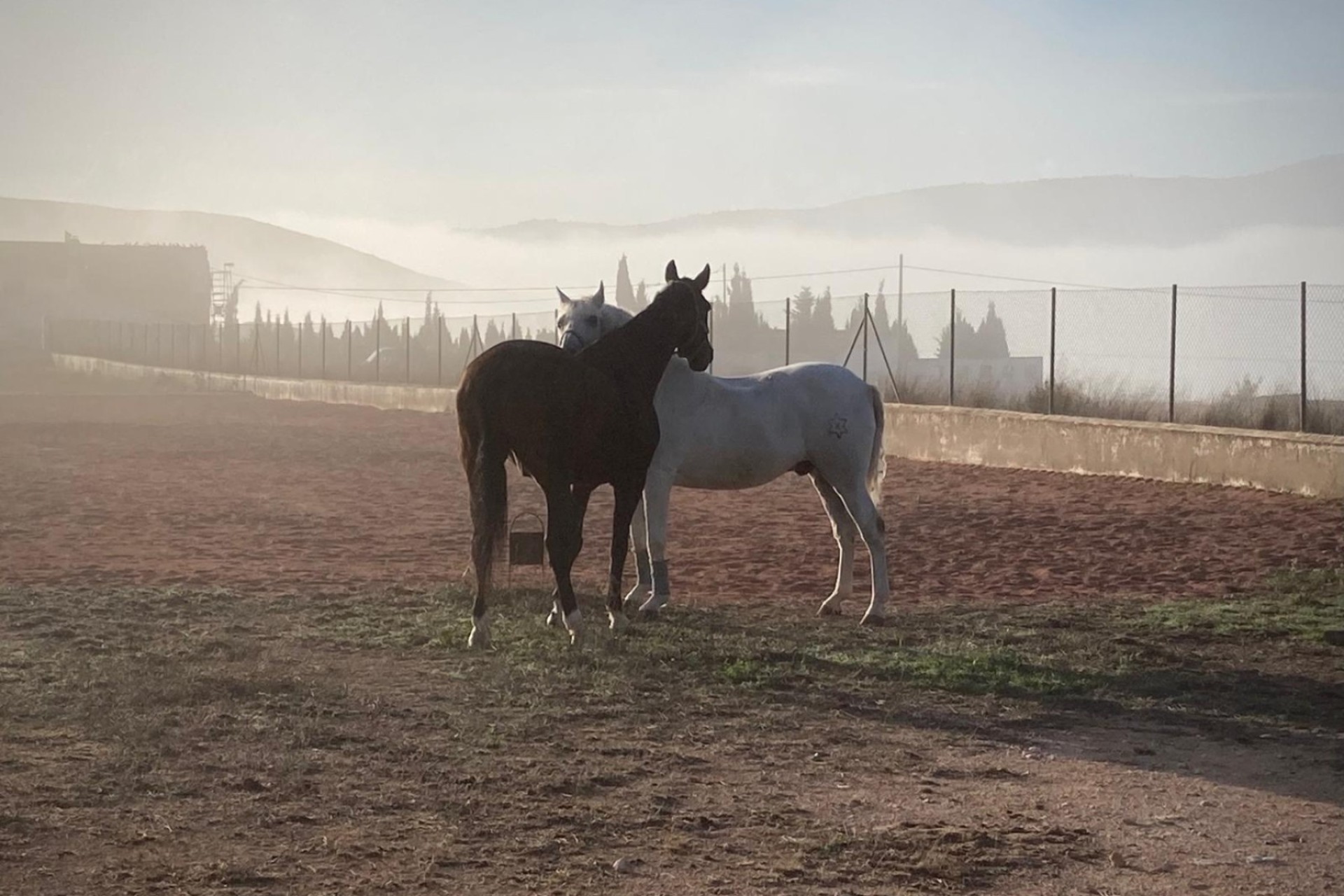 Revente - Finca Propriété rurale -
Torre del Rico - Torre Del Rico