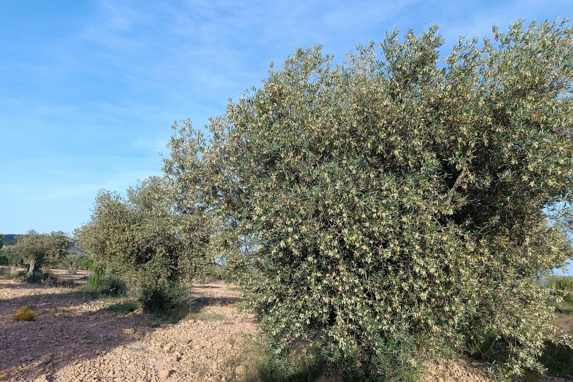 Revente - Finca Propriété rurale -
Yecla