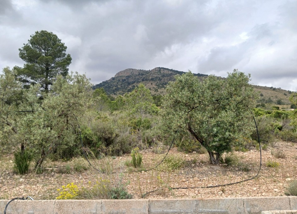 Revente - Finca Propriété rurale -
Yecla