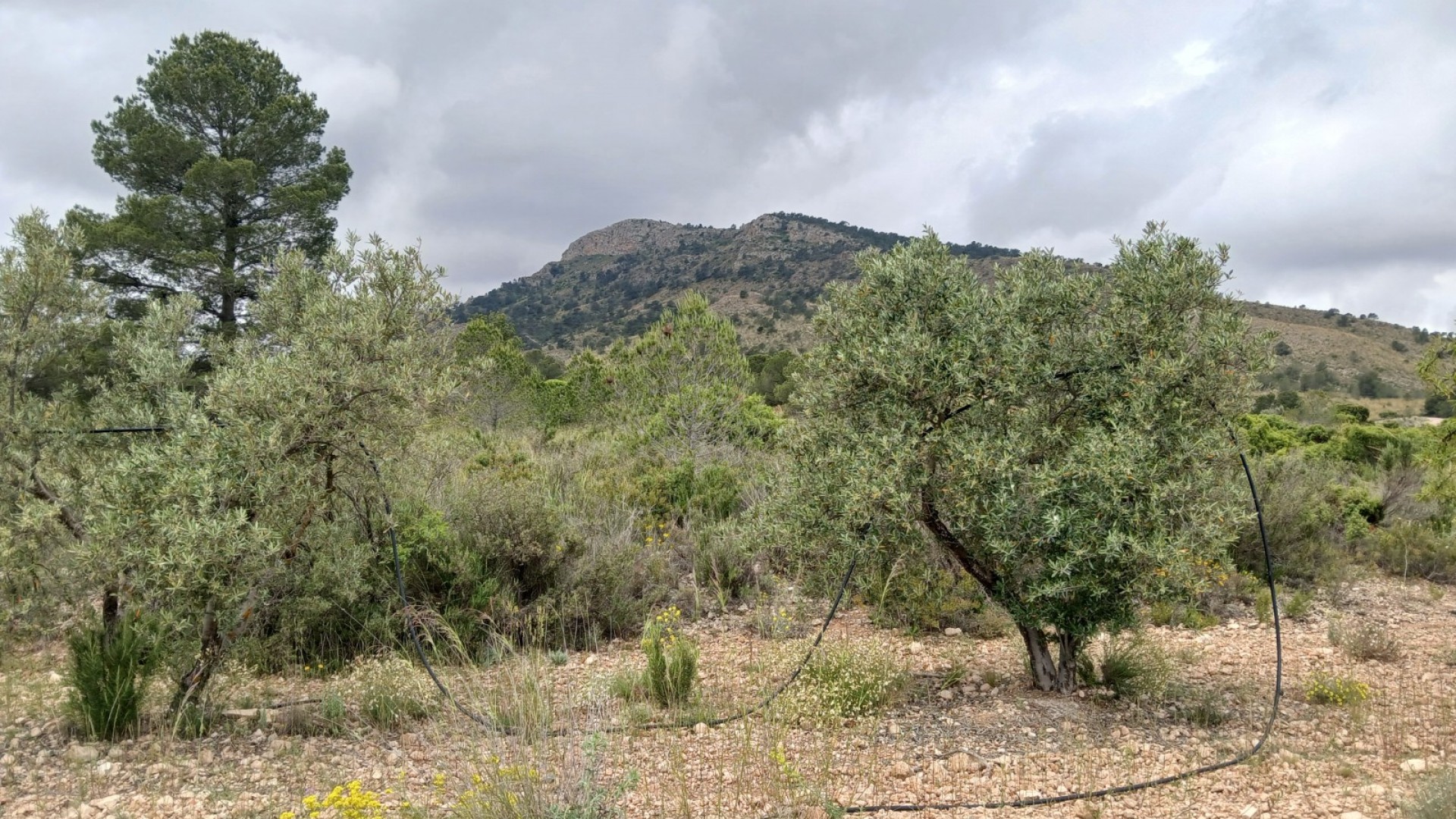 Revente - Finca Propriété rurale -
Yecla