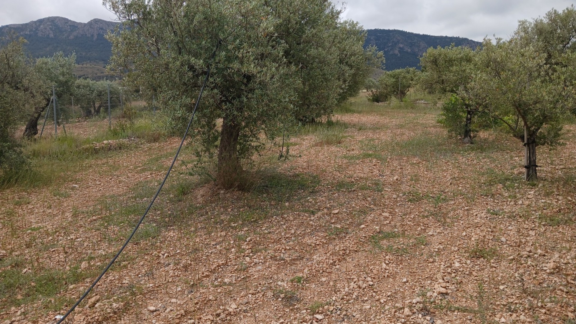 Revente - Finca Propriété rurale -
Yecla