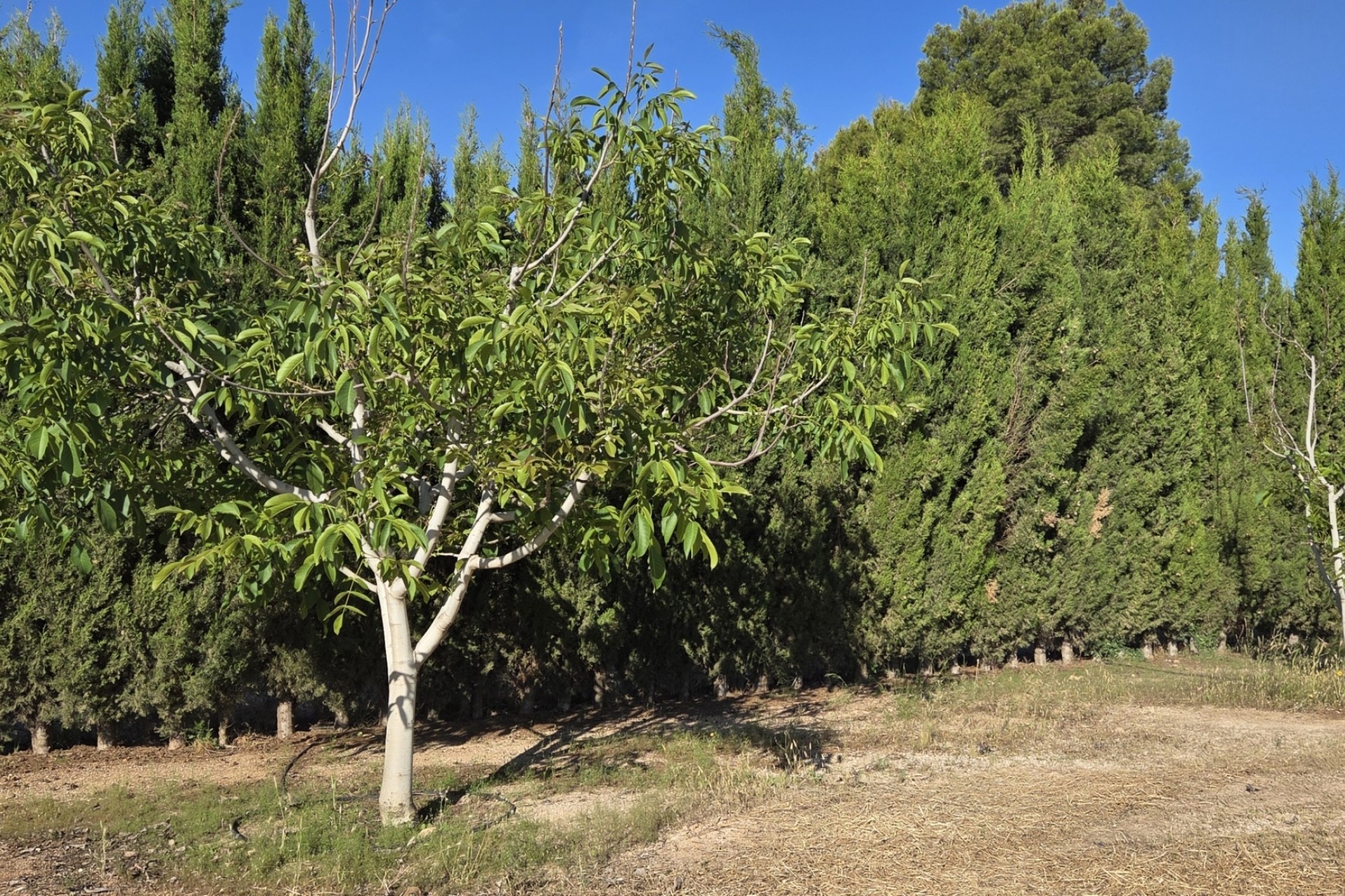 Revente - Finca / Propriété rurale -
Yecla