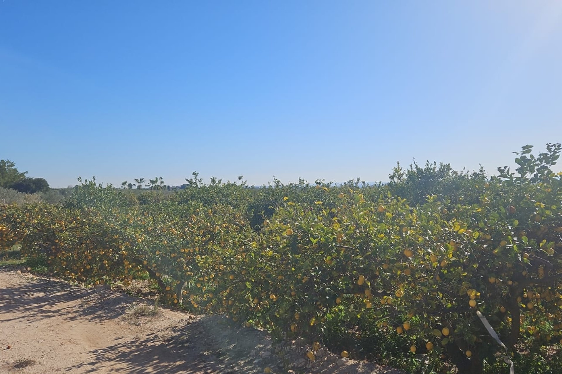 Revente - Parcelle Terrain -
Albatera