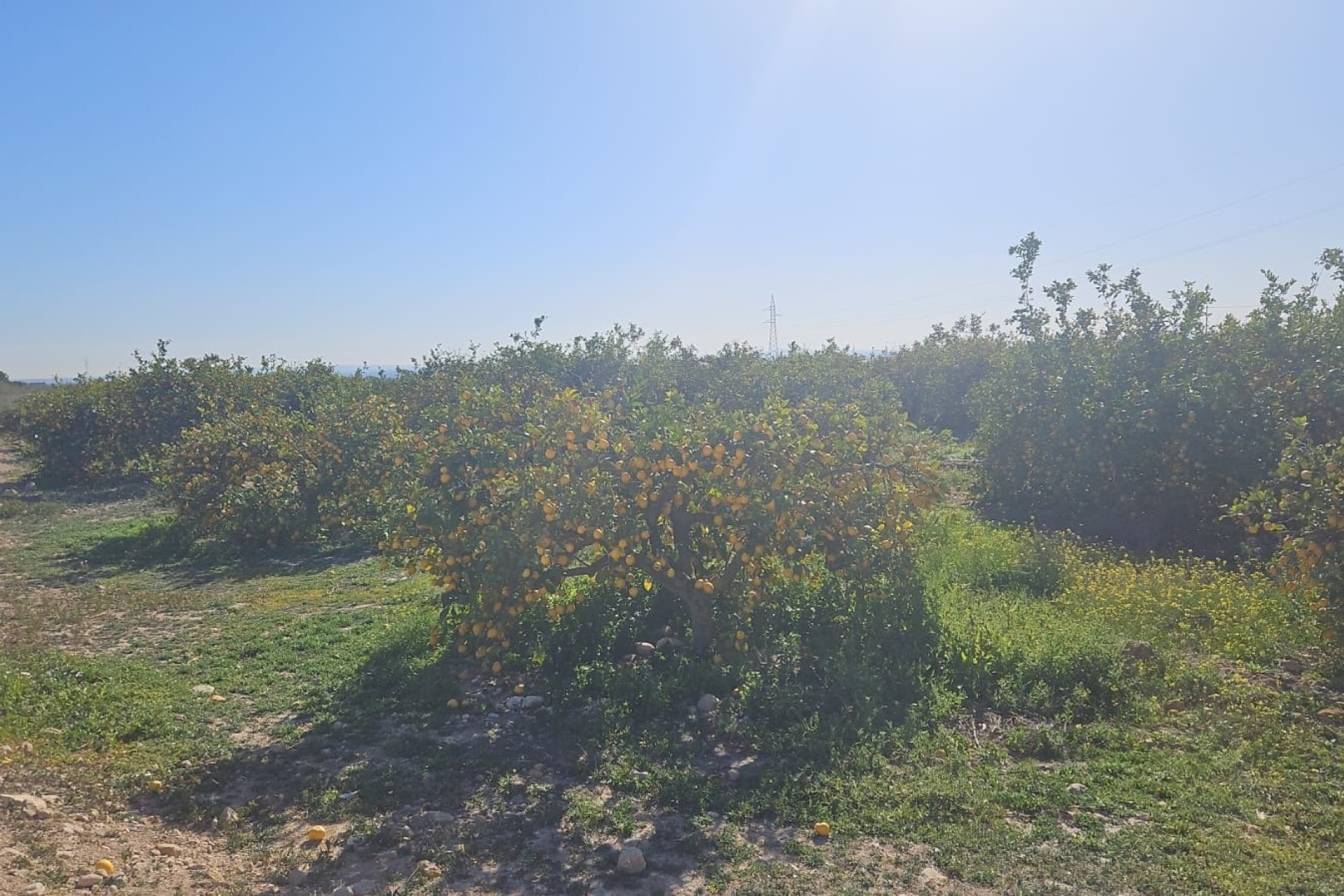 Revente - Parcelle Terrain -
Albatera