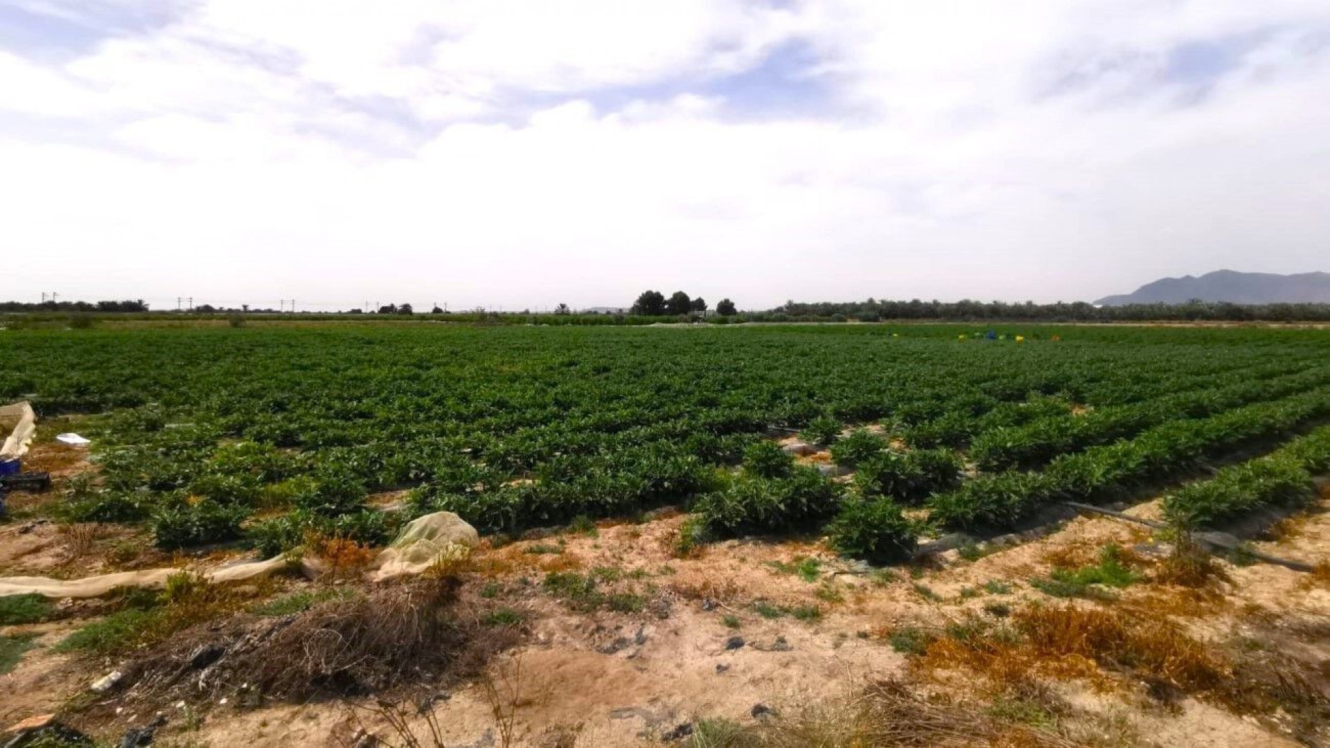 Revente - Parcelle Terrain -
Albatera