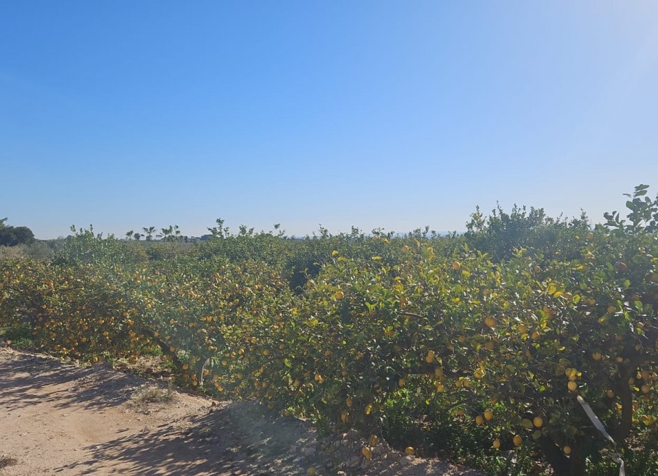 Revente - Parcelle Terrain -
Albatera