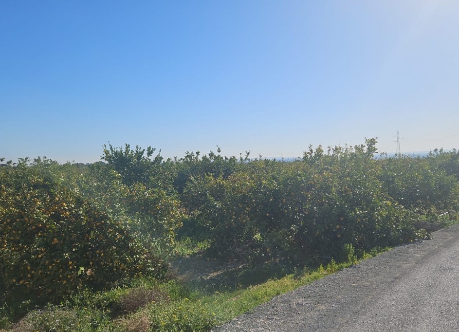 Revente - Parcelle Terrain -
Albatera