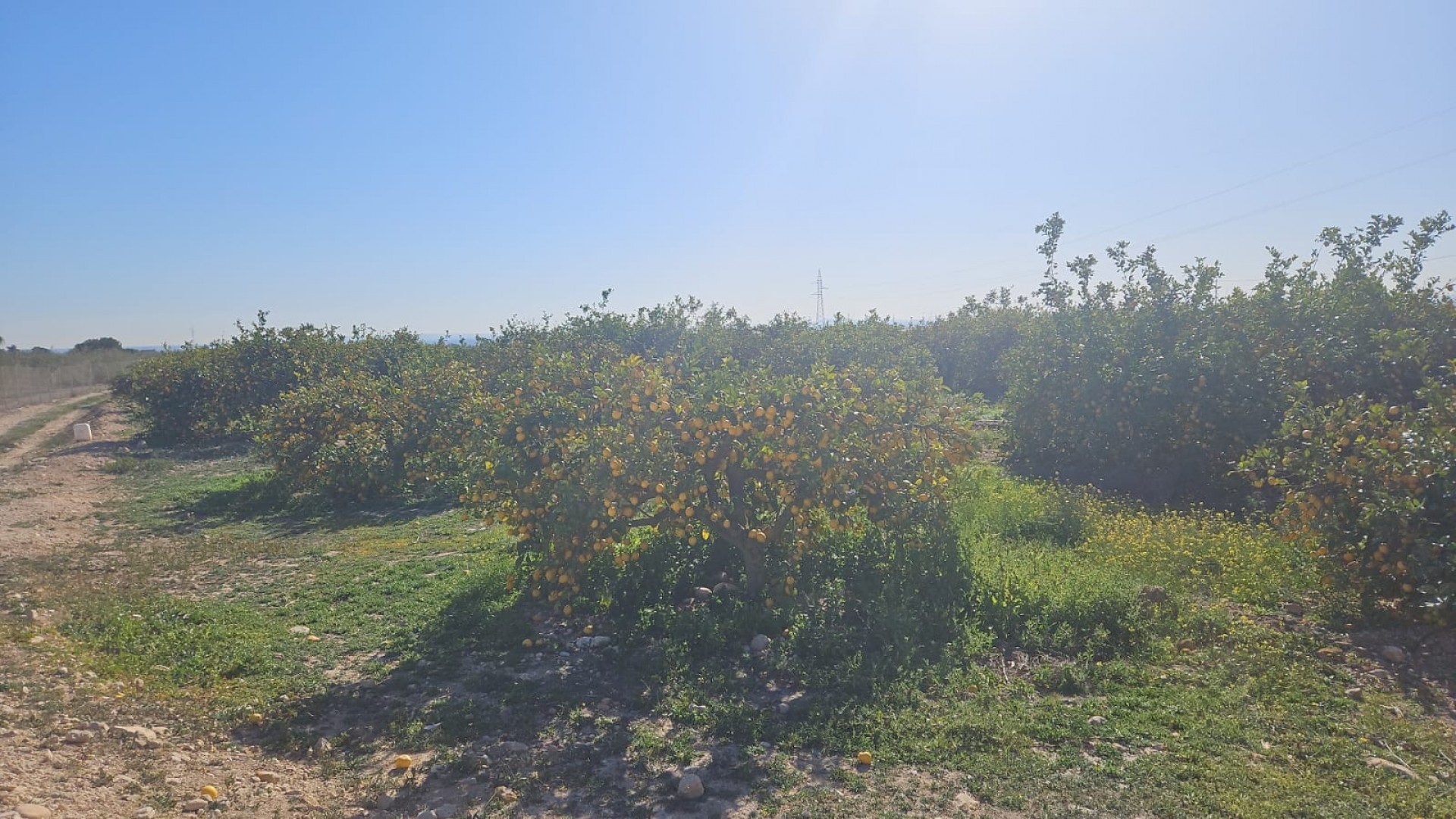 Revente - Parcelle Terrain -
Albatera